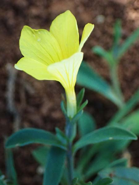 Linum nodiflorum \ Knotenbl&uuml;tiger Lein / Node-Flowered Flax, Zypern/Cyprus Baths of Aphrodite 27.3.2025