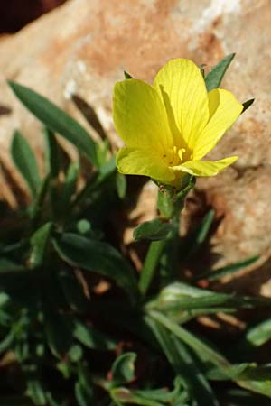 Linum nodiflorum \ Knotenbl&uuml;tiger Lein / Node-Flowered Flax, Zypern/Cyprus Baths of Aphrodite 27.3.2025