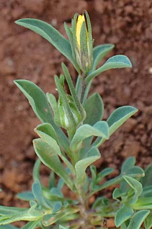 Linum nodiflorum \ Knotenbl&uuml;tiger Lein / Node-Flowered Flax, Zypern/Cyprus Baths of Aphrodite 27.3.2025