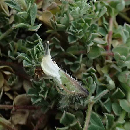 Lotus edulis \ Essbarer Hornklee, Zypern Akamas, Neo Chorio 20.3.2025