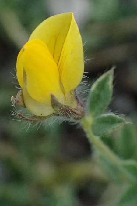 Lotus edulis \ Essbarer Hornklee, Zypern Akamas, Neo Chorio 20.3.2025