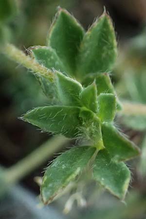 Lotus edulis \ Essbarer Hornklee, Zypern Akamas, Neo Chorio 20.3.2025