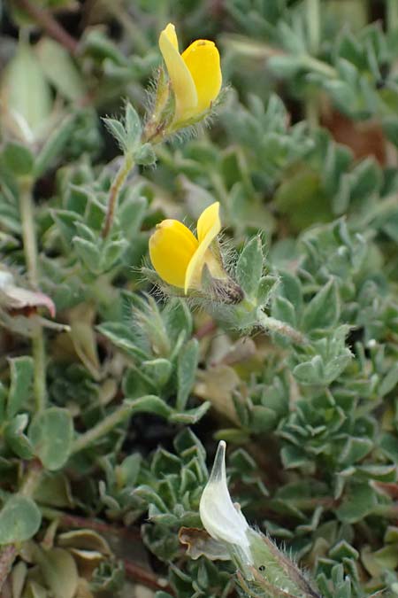 Lotus edulis \ Essbarer Hornklee, Zypern Akamas, Neo Chorio 20.3.2025