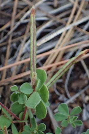 Lotus peregrinus \ Fremder Hornklee, Zypern Pegeia 30.3.2025