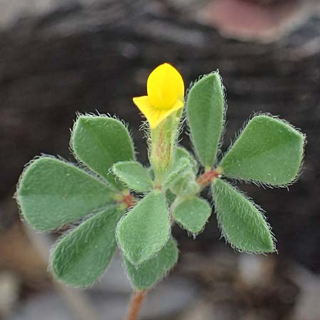 Lotus peregrinus \ Fremder Hornklee, Zypern Pegeia 30.3.2025
