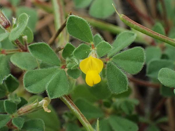 Lotus peregrinus \ Fremder Hornklee, Zypern Pegeia 30.3.2025