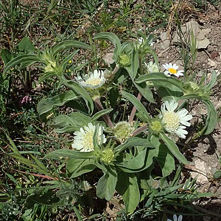 Lomelosia prolifera \ Berg Carmel-Skabiose / Carmel Daisy, Prolific Scabious, Zypern/Cyprus Prov.  Paphos,  Episkopi 31.3.2025