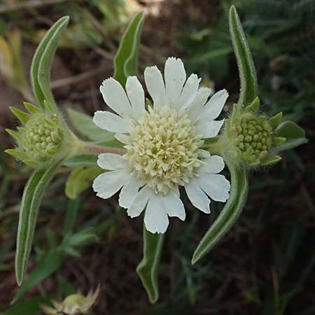 Lomelosia prolifera \ Berg Carmel-Skabiose / Carmel Daisy, Prolific Scabious, Zypern/Cyprus Prov.  Paphos,  Episkopi 31.3.2025