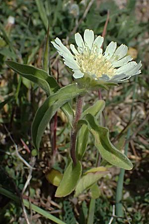Lomelosia prolifera \ Berg Carmel-Skabiose / Carmel Daisy, Prolific Scabious, Zypern/Cyprus Prov.  Paphos,  Episkopi 31.3.2025