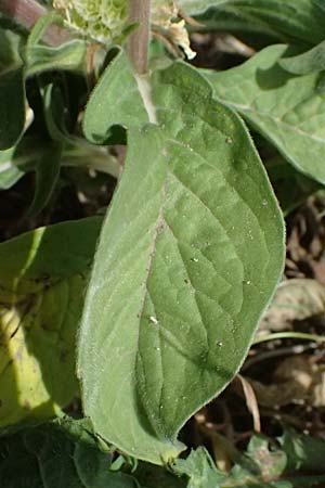 Lomelosia prolifera \ Berg Carmel-Skabiose / Carmel Daisy, Prolific Scabious, Zypern/Cyprus Prov.  Paphos,  Episkopi 31.3.2025