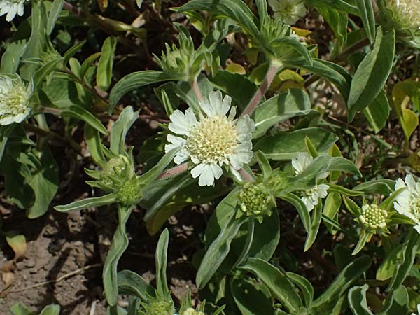 Lomelosia prolifera \ Berg Carmel-Skabiose / Carmel Daisy, Prolific Scabious, Zypern/Cyprus Prov.  Paphos,  Episkopi 31.3.2025