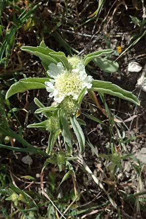 Lomelosia prolifera \ Berg Carmel-Skabiose / Carmel Daisy, Prolific Scabious, Zypern/Cyprus Prov.  Paphos,  Episkopi 31.3.2025