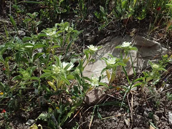 Lomelosia prolifera \ Berg Carmel-Skabiose / Carmel Daisy, Prolific Scabious, Zypern/Cyprus Prov.  Paphos,  Episkopi 31.3.2025