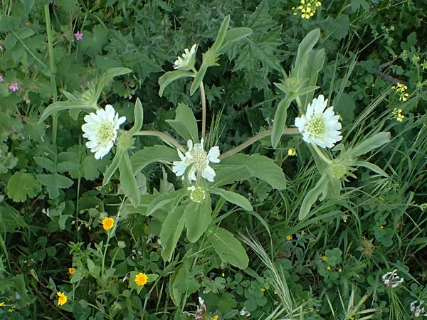 Lomelosia prolifera \ Berg Carmel-Skabiose / Carmel Daisy, Prolific Scabious, Zypern/Cyprus Prov.  Paphos,  Episkopi 31.3.2025