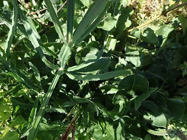 Limonium sinuatum \ Gefl&uuml;gelter Strandflieder, Statice / Winged Sea Lavender, Zypern/Cyprus Kato Paphos 22.3.2025