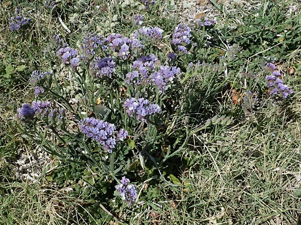 Limonium sinuatum \ Gefl&uuml;gelter Strandflieder, Statice / Winged Sea Lavender, Zypern/Cyprus Kato Paphos 22.3.2025
