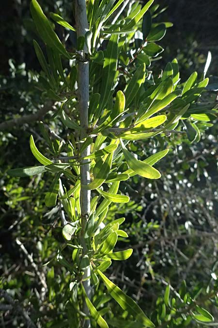 Lycium schweinfurthii \ Schweinfurths Bocksdorn / Schweinfurth's Tea-Plant, Zypern/Cyprus Akrotiri 23.3.2025