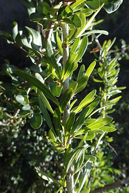 Lycium schweinfurthii \ Schweinfurths Bocksdorn / Schweinfurth's Tea-Plant, Zypern/Cyprus Akrotiri 23.3.2025