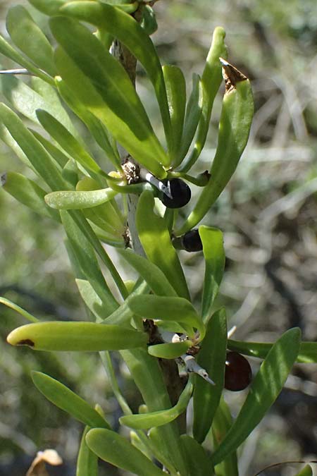 Lycium schweinfurthii \ Schweinfurths Bocksdorn / Schweinfurth's Tea-Plant, Zypern/Cyprus Akrotiri 23.3.2025
