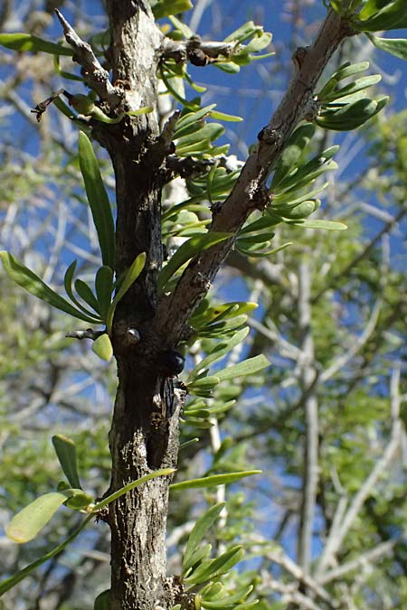 Lycium schweinfurthii \ Schweinfurths Bocksdorn / Schweinfurth's Tea-Plant, Zypern/Cyprus Akrotiri 23.3.2025