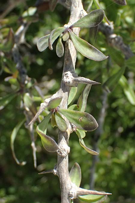 Lycium schweinfurthii \ Schweinfurths Bocksdorn / Schweinfurth's Tea-Plant, Zypern/Cyprus Kourion 29.3.2025