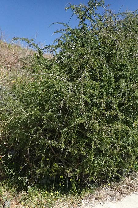 Lycium schweinfurthii \ Schweinfurths Bocksdorn / Schweinfurth's Tea-Plant, Zypern/Cyprus Kourion 29.3.2025