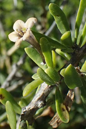 Lycium schweinfurthii \ Schweinfurths Bocksdorn / Schweinfurth's Tea-Plant, Zypern/Cyprus Kourion 29.3.2025