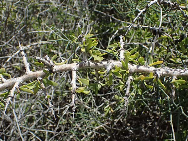 Lycium schweinfurthii \ Schweinfurths Bocksdorn / Schweinfurth's Tea-Plant, Zypern/Cyprus Kourion 29.3.2025