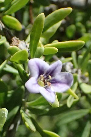 Lycium schweinfurthii \ Schweinfurths Bocksdorn / Schweinfurth's Tea-Plant, Zypern/Cyprus Kourion 29.3.2025
