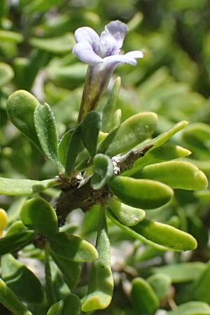 Lycium schweinfurthii \ Schweinfurths Bocksdorn / Schweinfurth's Tea-Plant, Zypern/Cyprus Kourion 29.3.2025