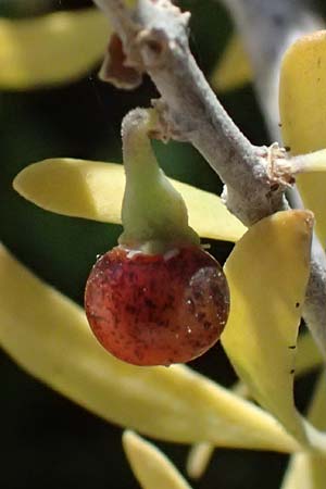 Lycium schweinfurthii \ Schweinfurths Bocksdorn / Schweinfurth's Tea-Plant, Zypern/Cyprus Kourion 29.3.2025