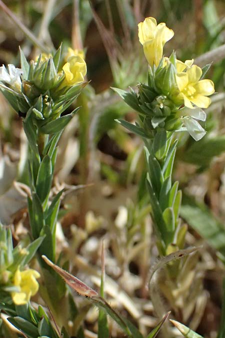Linum strictum subsp. spicatum \ &Auml;hriger Lein / Spiked Upright Flax, Zypern/Cyprus Petra tou Romiou 30.3.2025