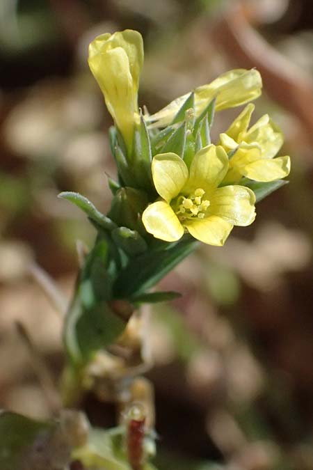Linum strictum subsp. spicatum \ &Auml;hriger Lein / Spiked Upright Flax, Zypern/Cyprus Petra tou Romiou 30.3.2025
