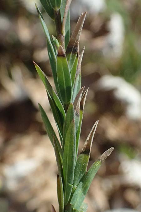 Linum strictum subsp. spicatum \ &Auml;hriger Lein / Spiked Upright Flax, Zypern/Cyprus Petra tou Romiou 30.3.2025