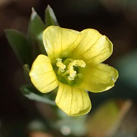Linum strictum subsp. spicatum \ &Auml;hriger Lein / Spiked Upright Flax, Zypern/Cyprus Petra tou Romiou 30.3.2025