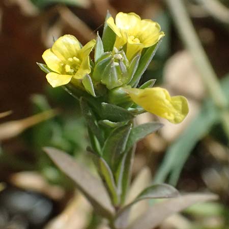 Linum strictum subsp. spicatum \ &Auml;hriger Lein / Spiked Upright Flax, Zypern/Cyprus Petra tou Romiou 30.3.2025