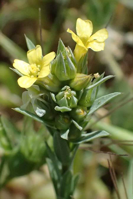 Linum strictum subsp. spicatum \ &Auml;hriger Lein / Spiked Upright Flax, Zypern/Cyprus Petra tou Romiou 30.3.2025