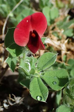 Lotus tetragonolobus \ Rote Spargelbohne / Winged Pea, Zypern/Cyprus Polemi 30.3.2025