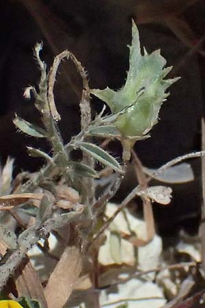 Onobrychis crista-galli \ Hahnenkamm-Esparsette, Zypern Kourion 29.3.2025