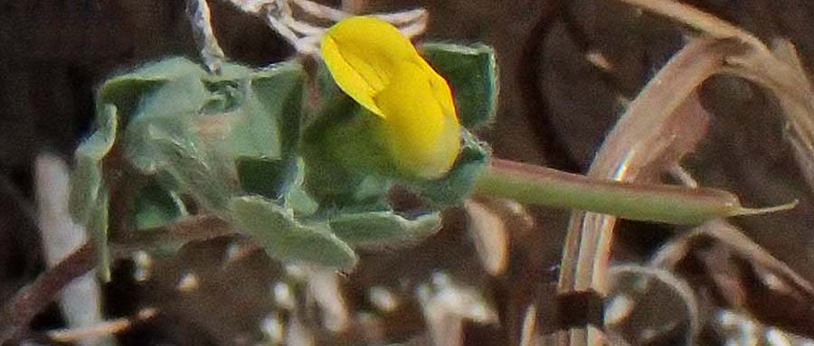 Lotus peregrinus \ Fremder Hornklee, Zypern Kourion 29.3.2025