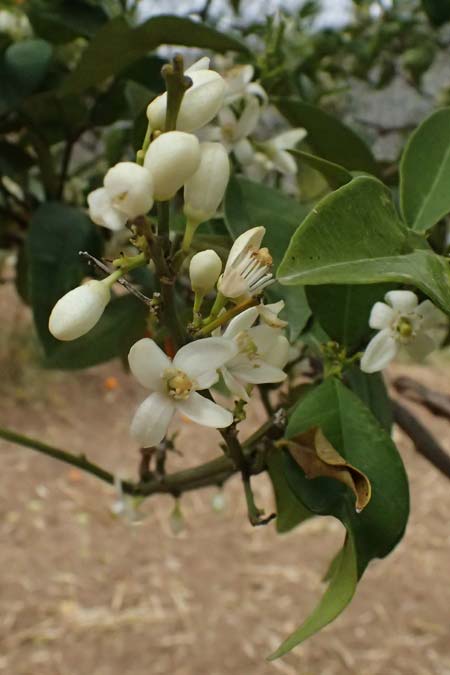 Citrus reticulata \ Mandarinen-Baum / Mandarin Tree, Zypern/Cyprus Tochni 21.3.2025