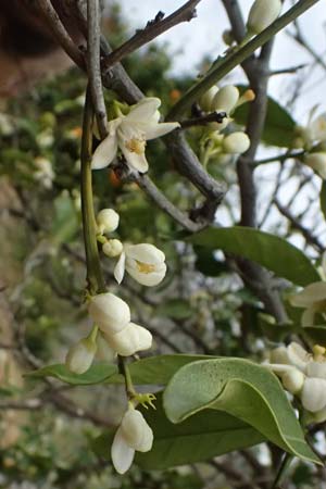 Citrus reticulata \ Mandarinen-Baum / Mandarin Tree, Zypern/Cyprus Tochni 21.3.2025