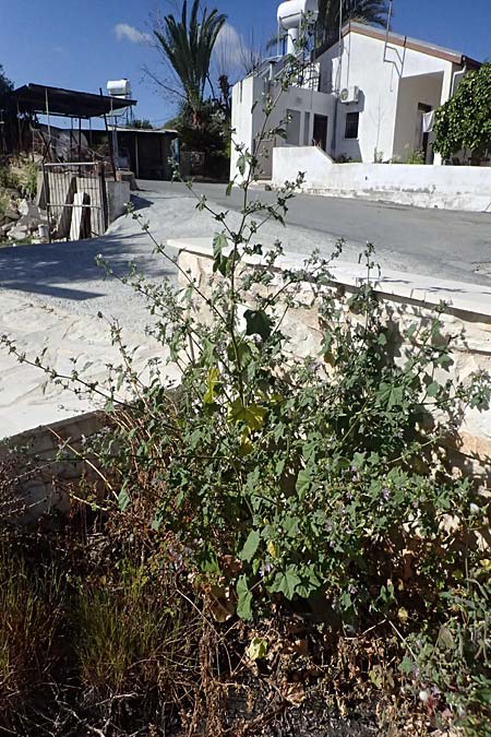 Malva multiflora \ Kretische Strauchpappel / Small Tree Mallow, Cretan Hollyhock, Zypern/Cyprus Anogyra 29.3.2025