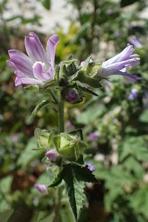 Malva multiflora \ Kretische Strauchpappel / Small Tree Mallow, Cretan Hollyhock, Zypern/Cyprus Anogyra 29.3.2025