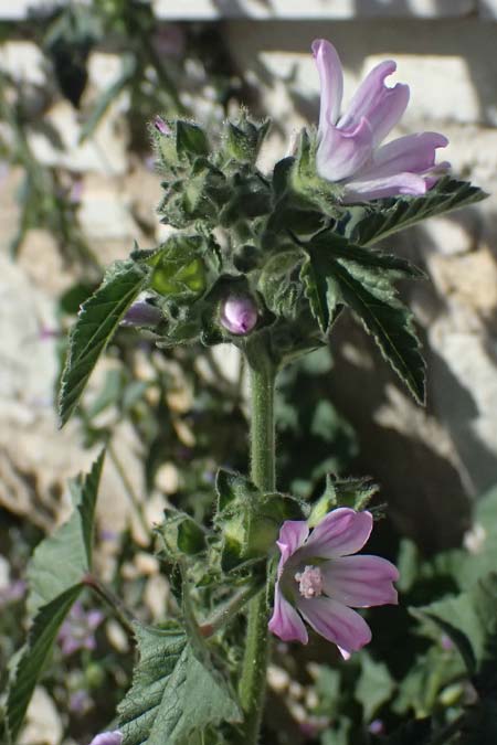 Malva multiflora \ Kretische Strauchpappel / Small Tree Mallow, Cretan Hollyhock, Zypern/Cyprus Anogyra 29.3.2025