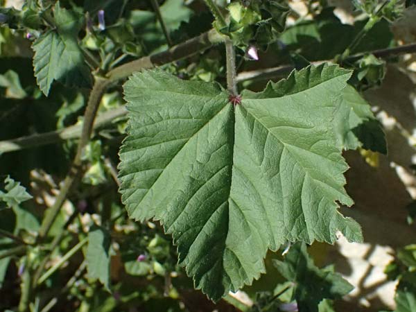 Malva multiflora \ Kretische Strauchpappel / Small Tree Mallow, Cretan Hollyhock, Zypern/Cyprus Anogyra 29.3.2025