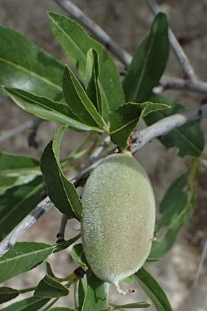Prunus dulcis \ Mandel / Almond, Zypern/Cyprus Prov. Paphos, Episkopi 31.3.2025