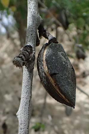 Prunus dulcis \ Mandel / Almond, Zypern/Cyprus Prov. Paphos, Episkopi 31.3.2025