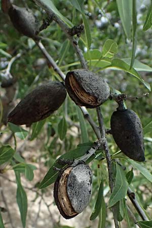 Prunus dulcis \ Mandel / Almond, Zypern/Cyprus Prov. Paphos, Episkopi 31.3.2025