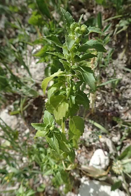 Mercurialis annua \ Einjähriges Bingelkraut / Annual Mercury, Zypern/Cyprus Prov. Paphos, Episkopi 31.3.2025 Mercurialis annua \ Einjähriges Bingelkraut / Annual Mercury, Zypern/Cyprus Prov. Paphos, Episkopi 31.3.2025
